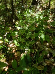 Platanthera macrophylla