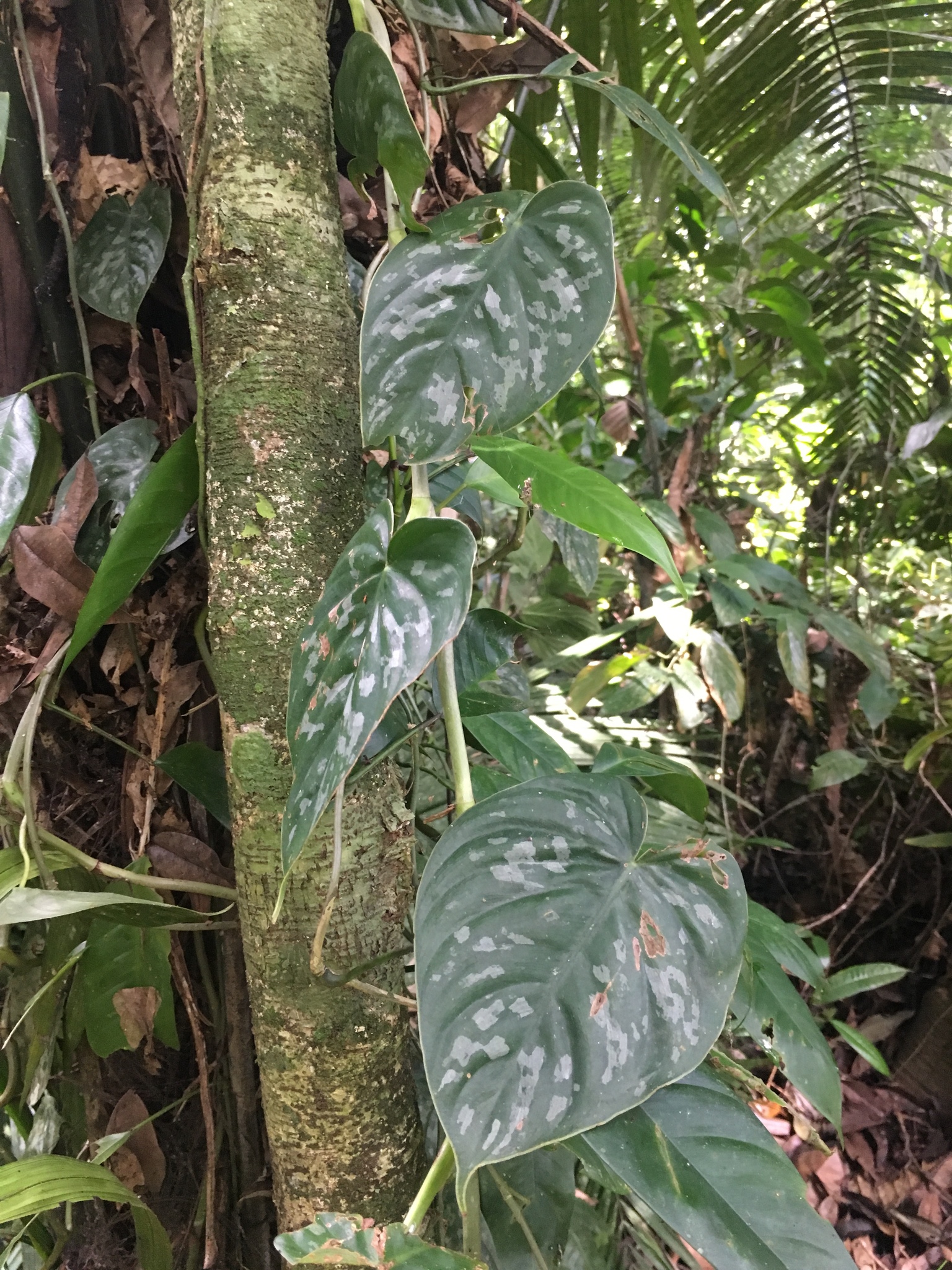 Philodendron brandtianum  iNaturalist