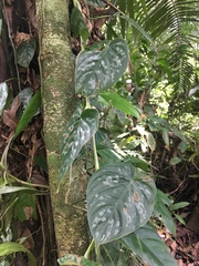 Philodendron brandtianum