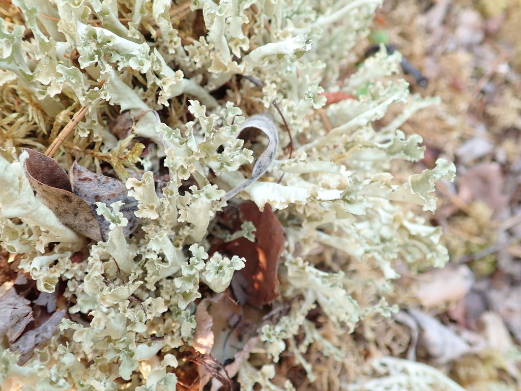 Flavocetraria from Yukon, YT, Canada on July 13, 2019 at 0829 AM by