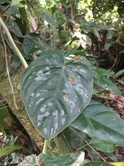 Philodendron brandtianum
