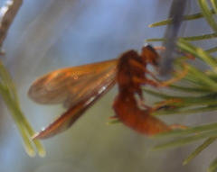 Polistes kaibabensis
