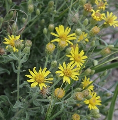 Colin Croft, CC BY, iNaturalist via GBIF Heterotheca hirsutissima, photograph Colin Croft, CC BY, iNaturalist via GBIF