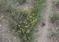 Colin Croft, CC BY, iNaturalist via GBIF Heterotheca hirsutissima, photograph Colin Croft, CC BY, iNaturalist via GBIF