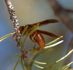 Polistes kaibabensis