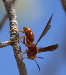 Polistes kaibabensis