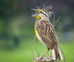 Eastern Meadowlark photo 2