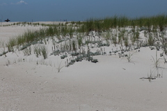 Artemisia stelleriana