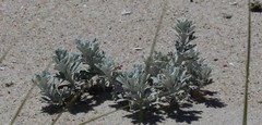 Artemisia stelleriana