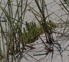 Honckenya peploides robusta