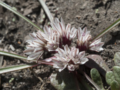Allium parvum