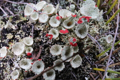 Cladonia borealis