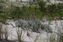 Artemisia stelleriana