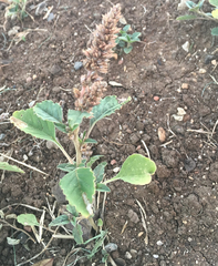 Amaranthus deflexus