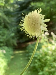 Cephalaria