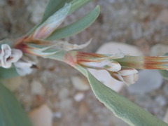 Polygonum glaucum