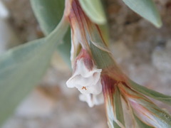 Polygonum glaucum