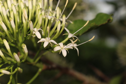 Image of Pavetta indica by (c) Vikas D Prasad, some rights reserved (CC BY-SA)