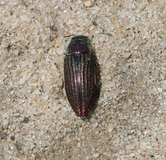 Buprestis striata