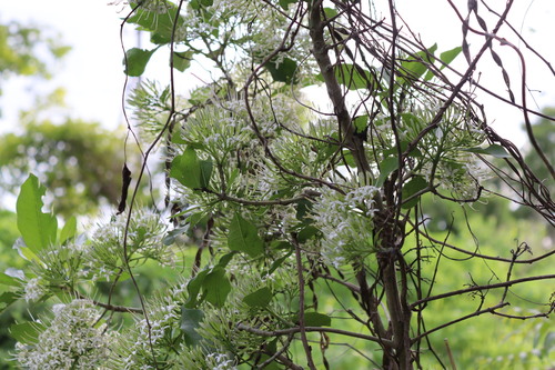 Image of Pavetta indica by (c) Vikas D Prasad, some rights reserved (CC BY-SA)