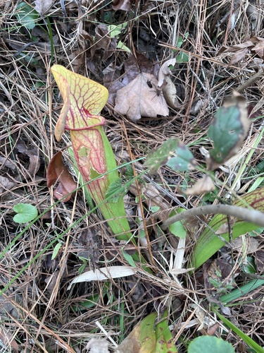 Sarracenia × catesbaei, photograph 5