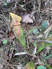 author not stated, no rights reserved Sarracenia × catesbaei, photograph author not stated, no rights reserved