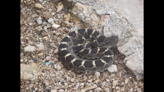 Crotalus cerberus