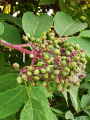 Sambucus kamtschatica