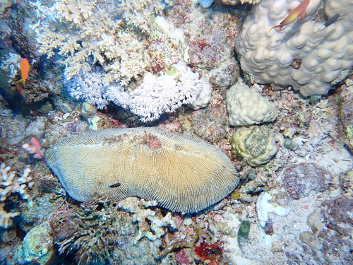 Ctenactis crassa observed 2024-11-08
