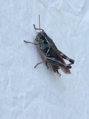 Melanoplus sanguinipes