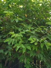 Sambucus kamtschatica