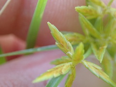 Cyperus filicinus