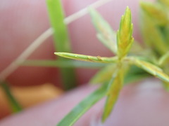 Cyperus filicinus