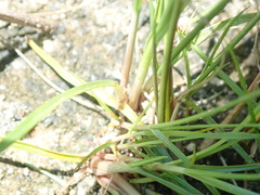 Cyperus filicinus