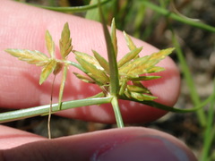 Cyperus filicinus