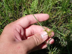 Cyperus filicinus