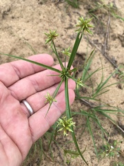 Cyperus grayioides
