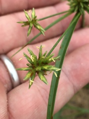 Cyperus grayioides