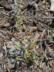 Collinsia torreyi wrightii
