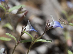 Collinsia torreyi wrightii