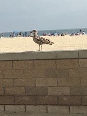 Larus californicus