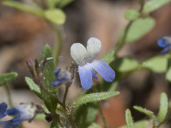 Collinsia torreyi wrightii