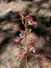 Corallorhiza maculata maculata