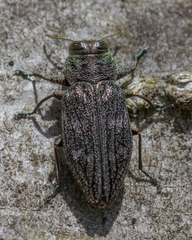 Chrysobothris viridiceps