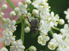 Hoplia modesta
