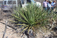 Agave angustifolia