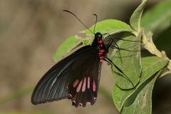 Parides neophilus
