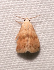 Eublemma minima