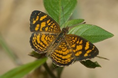 Anthanassa hermas