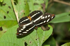 Catonephele salacia